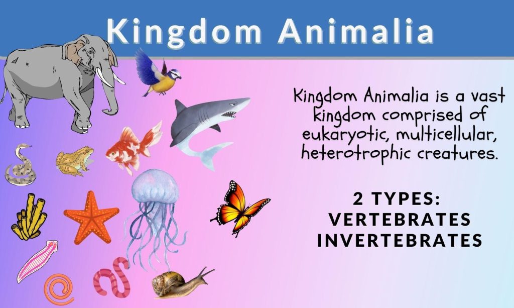 Animalia