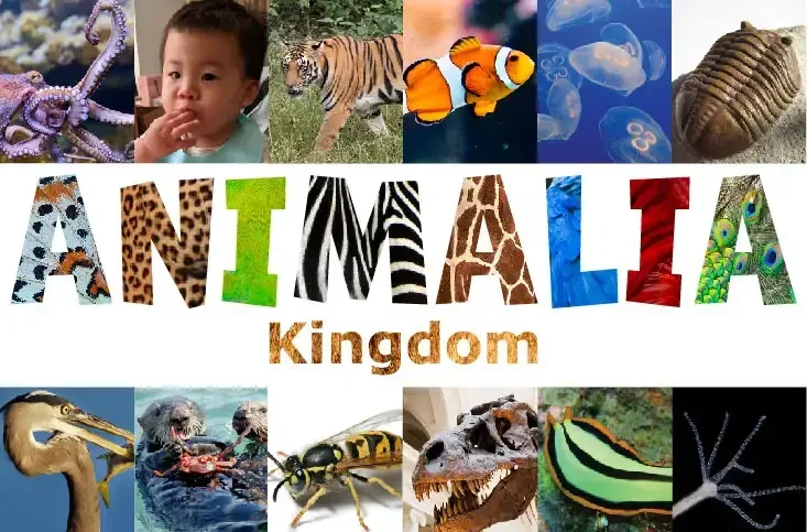 Animalia