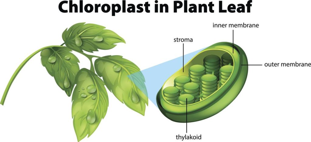 Kloroplas