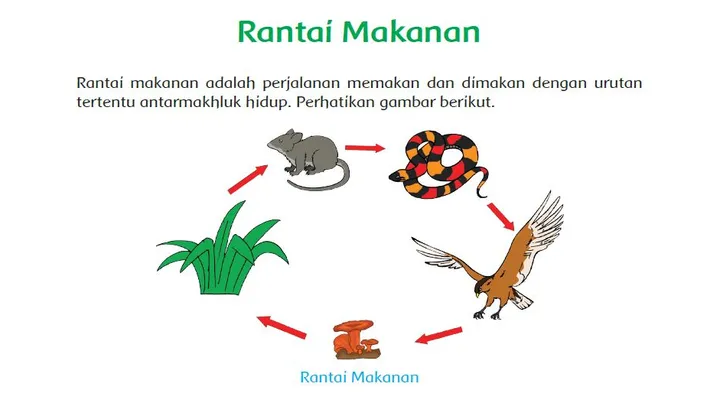 Rantai Makanan