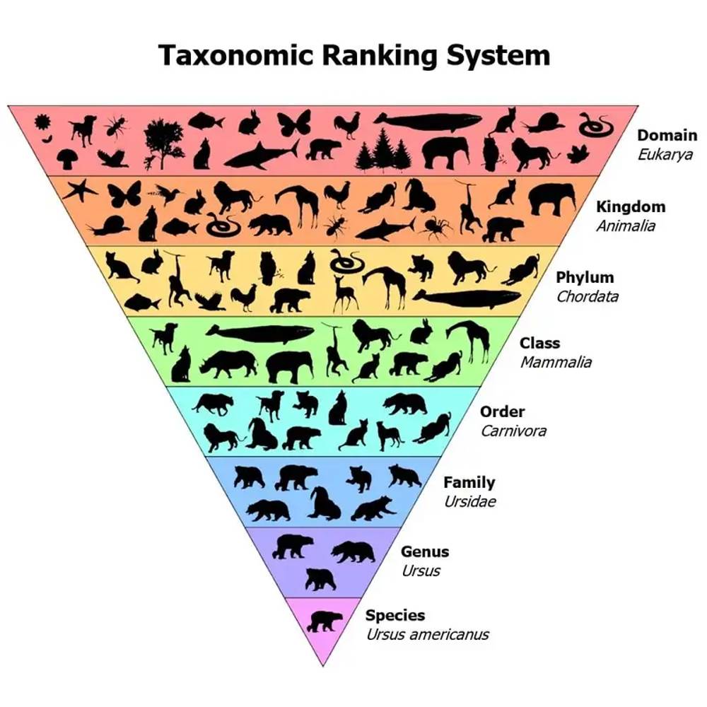 Taksonomi
